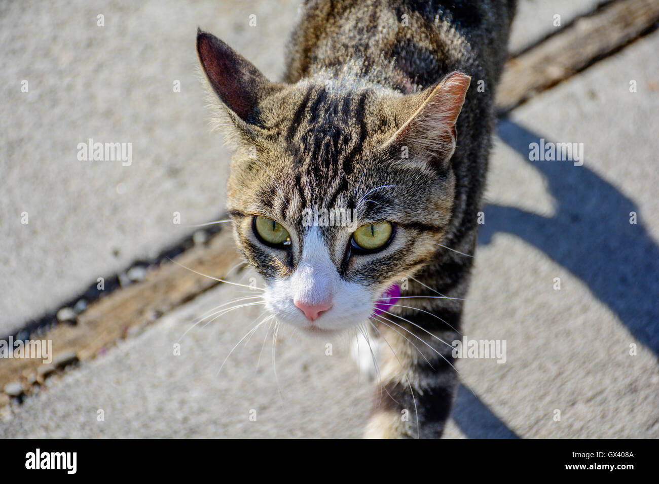 Close Up imposant de plein air Balades Cat Banque D'Images