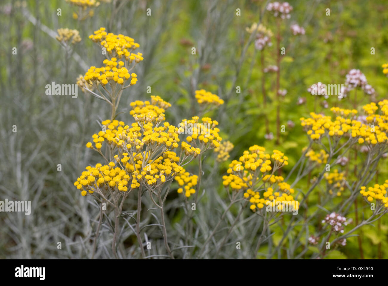 Helichrysum italicum fleurs. Banque D'Images