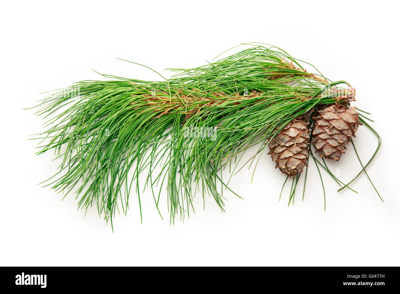 Deux cônes de pin avec des branches de sapin sur fond blanc Banque D'Images