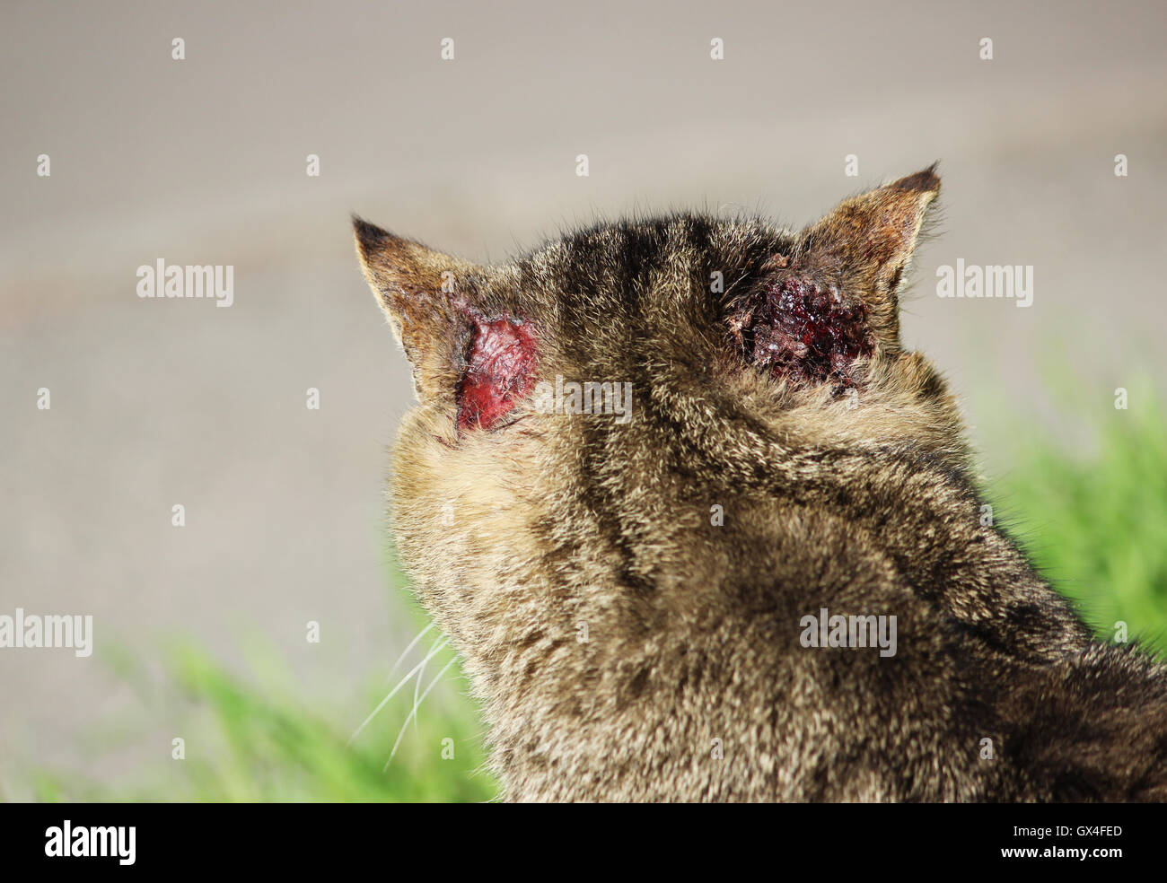 Chat de la gale Banque de photographies et d'images à haute résolution -  Alamy