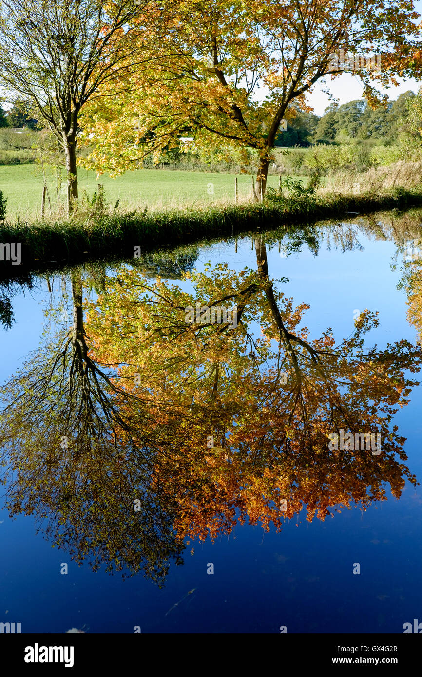 Réflexions d'autrum arbres dans le canal près de Ripon Ripon North Yorkshire, Angleterre Banque D'Images