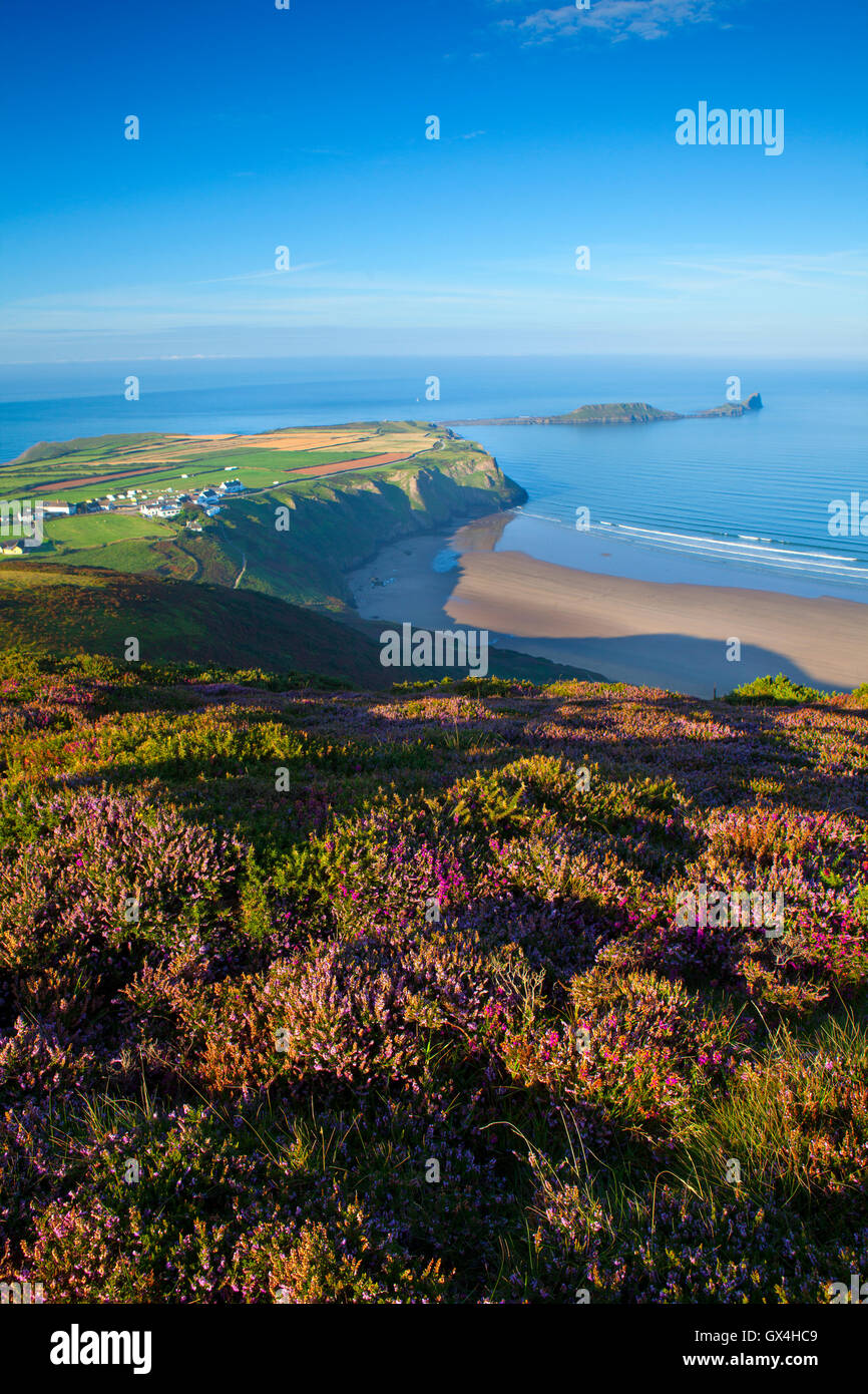 La tête du ver, Gower, comme vu du haut de la heather couverts Rhossili Downs, l'été. Banque D'Images