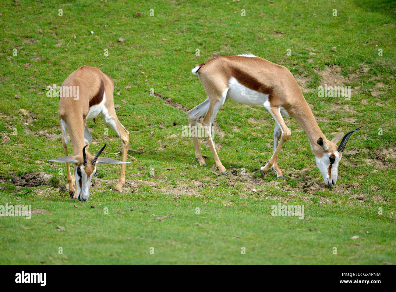 Antidorcas marsupialis pâturage deux springboks Banque D'Images