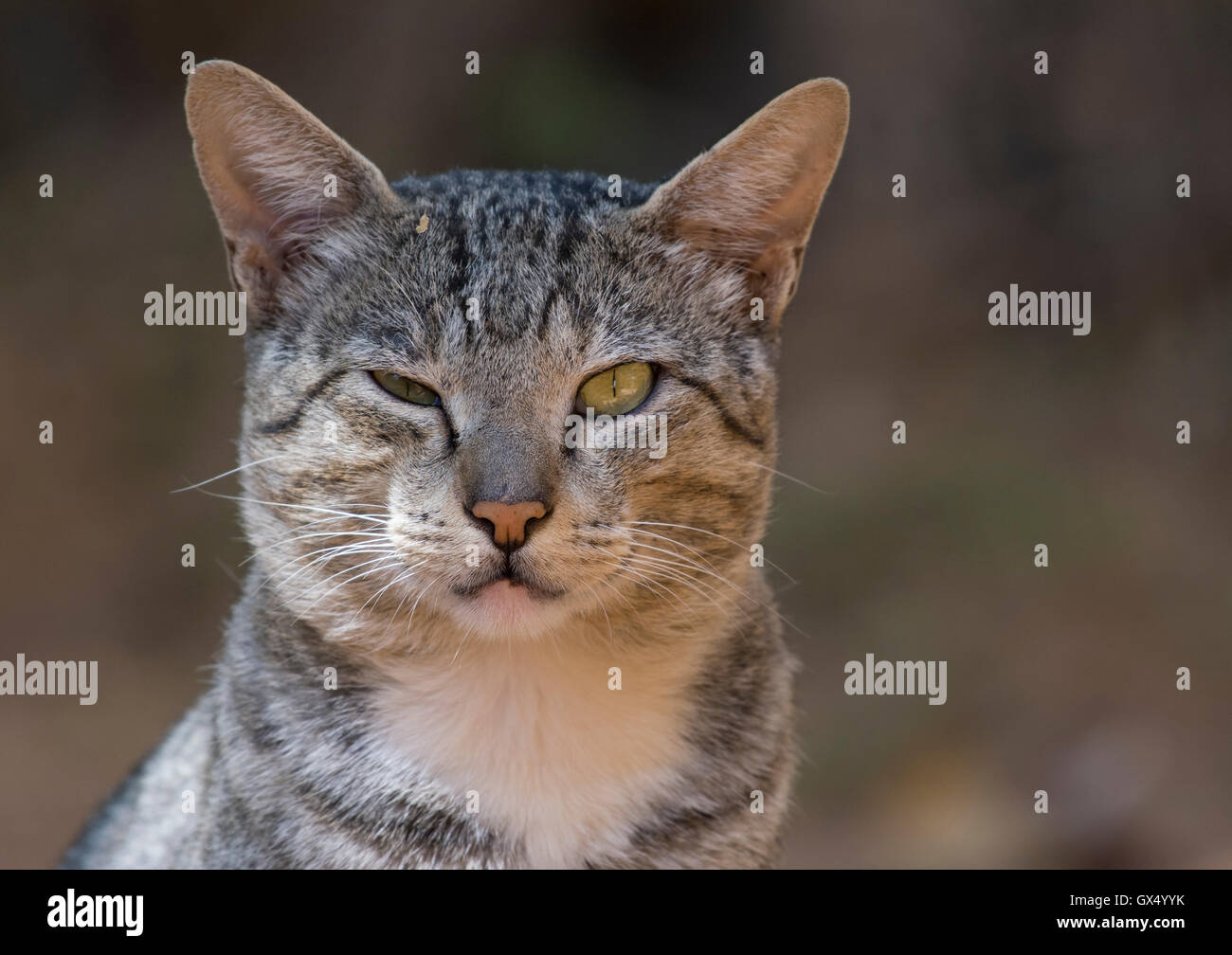 Avec Un Clin D Chat Un Chat Sauvage Avec Un Oeil Et Un Oeil Ferme A La Recherche Comme Si C Est Avec Un Clin Photo Stock Alamy Avec Un Clin D Chat Un Chat Sauvage Avec Un Oeil Et Un Oeil Ferme A La Recherche Comme Si C Est Avec Un Clin Photo Stock Alamy