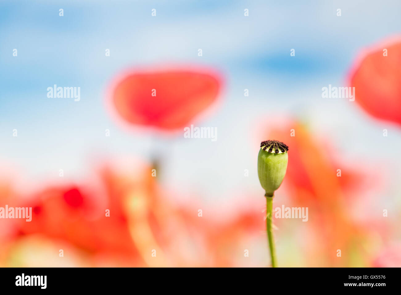 Gros plan tête fleurs de pavot, retro vintage background, faible profondeur de champ avec les fleurs rouges sur fond vert. Mead Banque D'Images