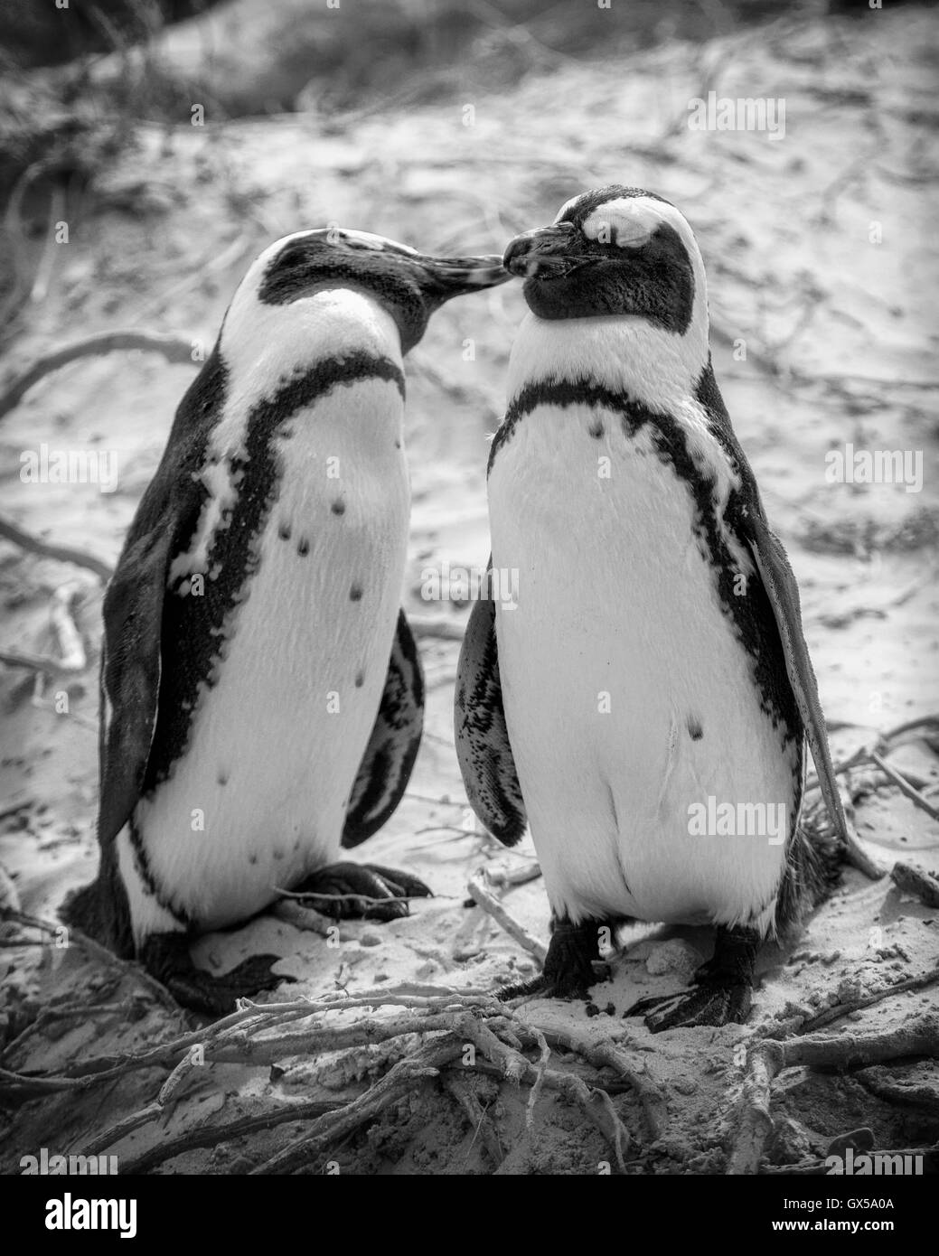 Close up de pingouins africains s'embrasser sur la plage de Boulder Afrique du Sud. Banque D'Images