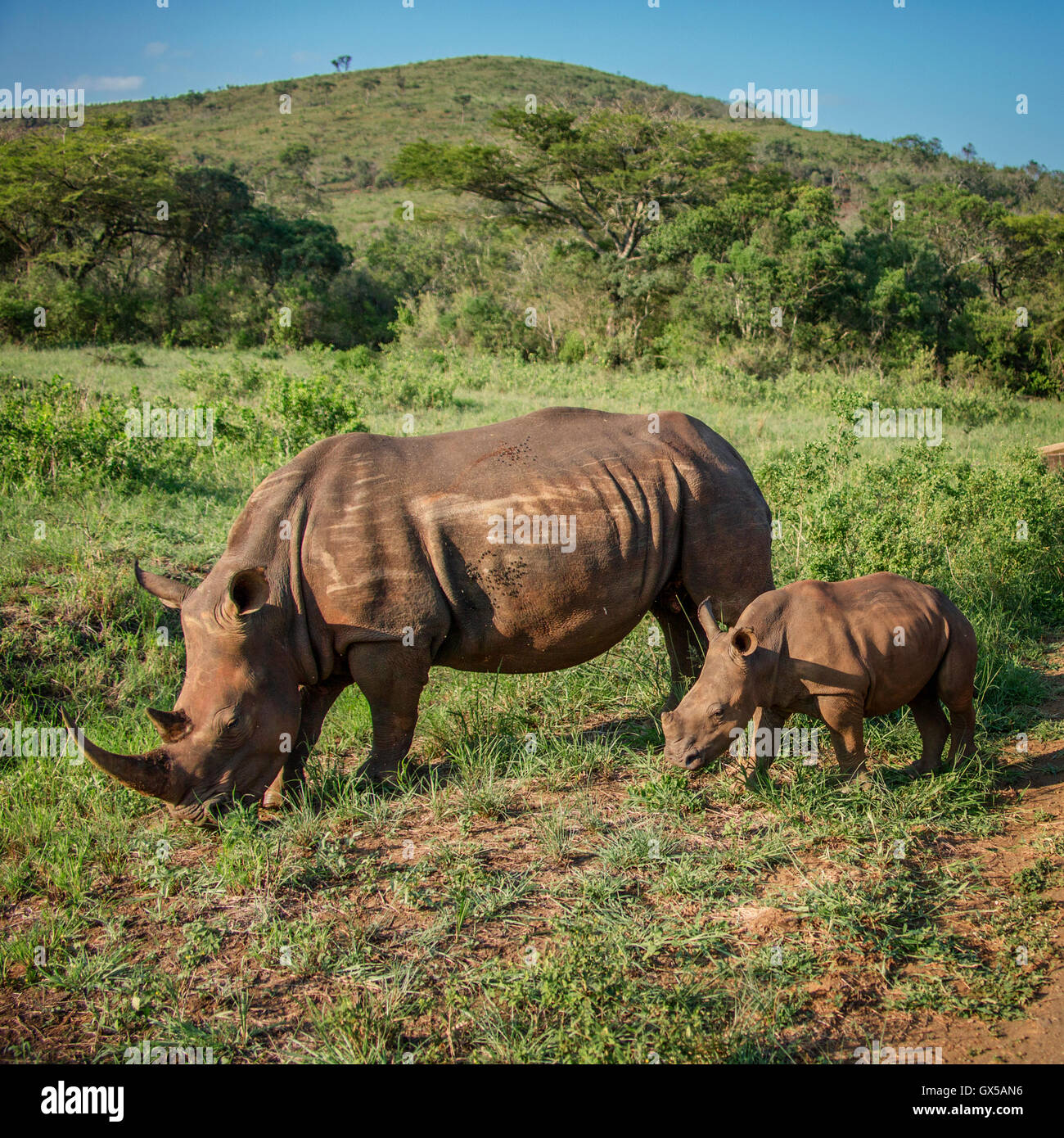 Une mère et son bébé rhinocéros blanc paissant dans la réserve de Hluhluwe en Afrique du Sud Banque D'Images