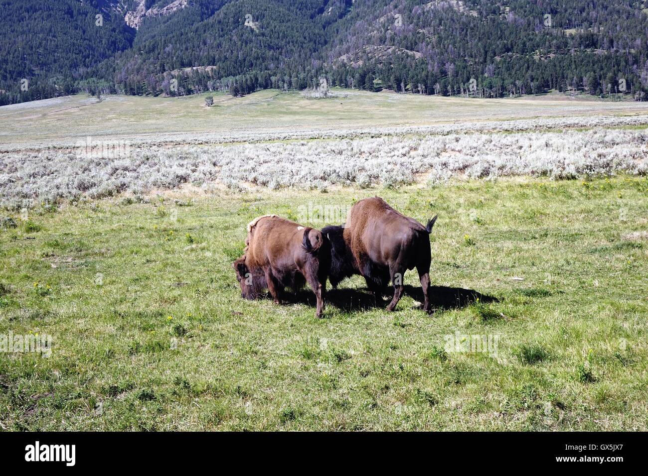 Une paire de pâturage des bisons dans le Parc National de Yellowstone Banque D'Images