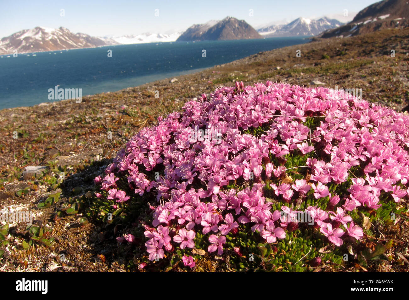 Le silène acaule fleurs dans un paysage pittoresque dans la région de Svalbard, Norvège Banque D'Images