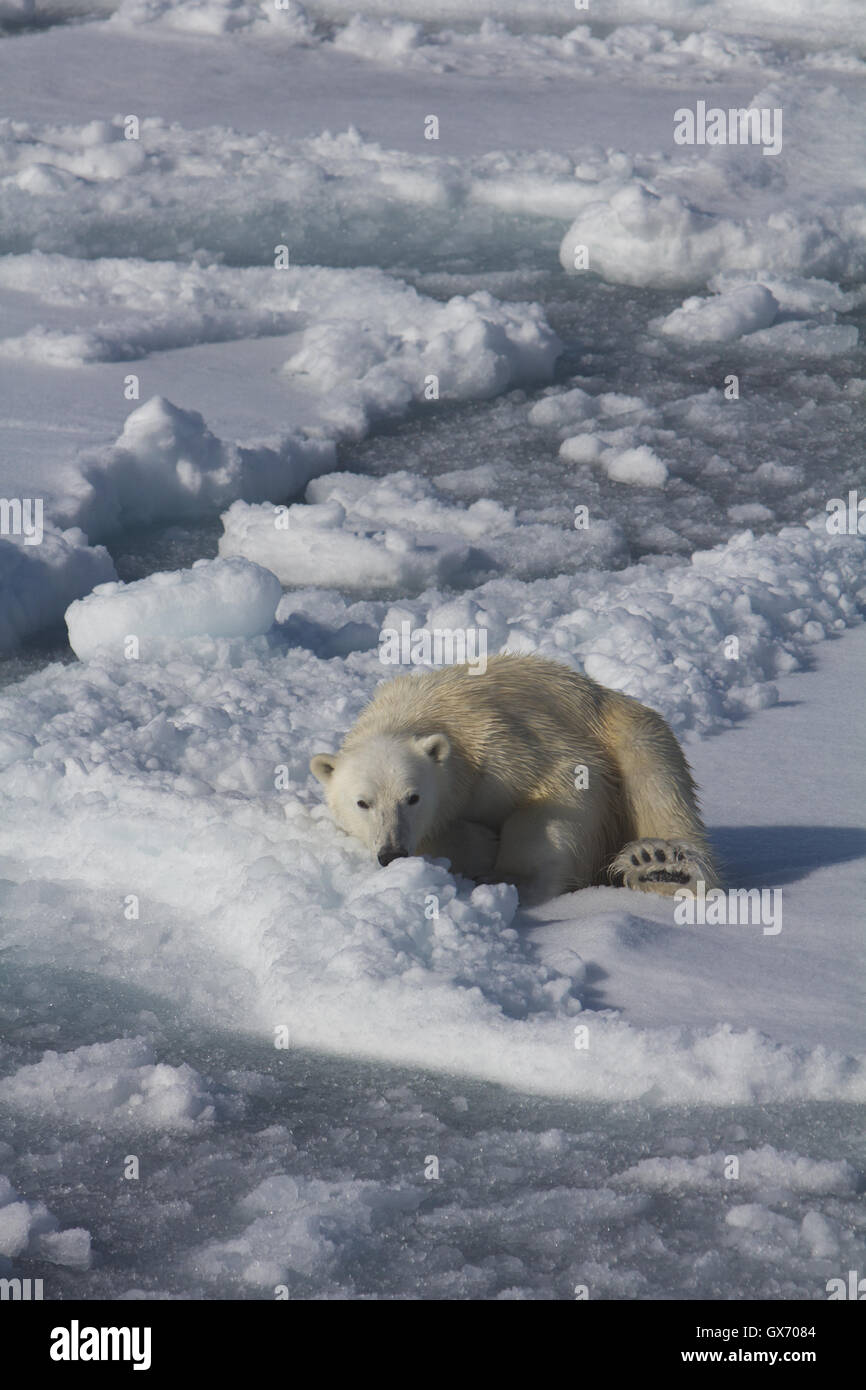 Ours polaire se reposant sur la glace de mer au nord du Svalbard, Norvège Banque D'Images