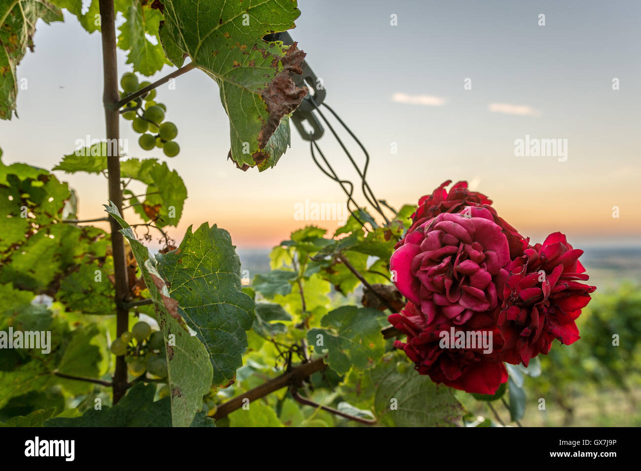 Belle rose rouge au coucher du soleil dans les vignes Banque D'Images