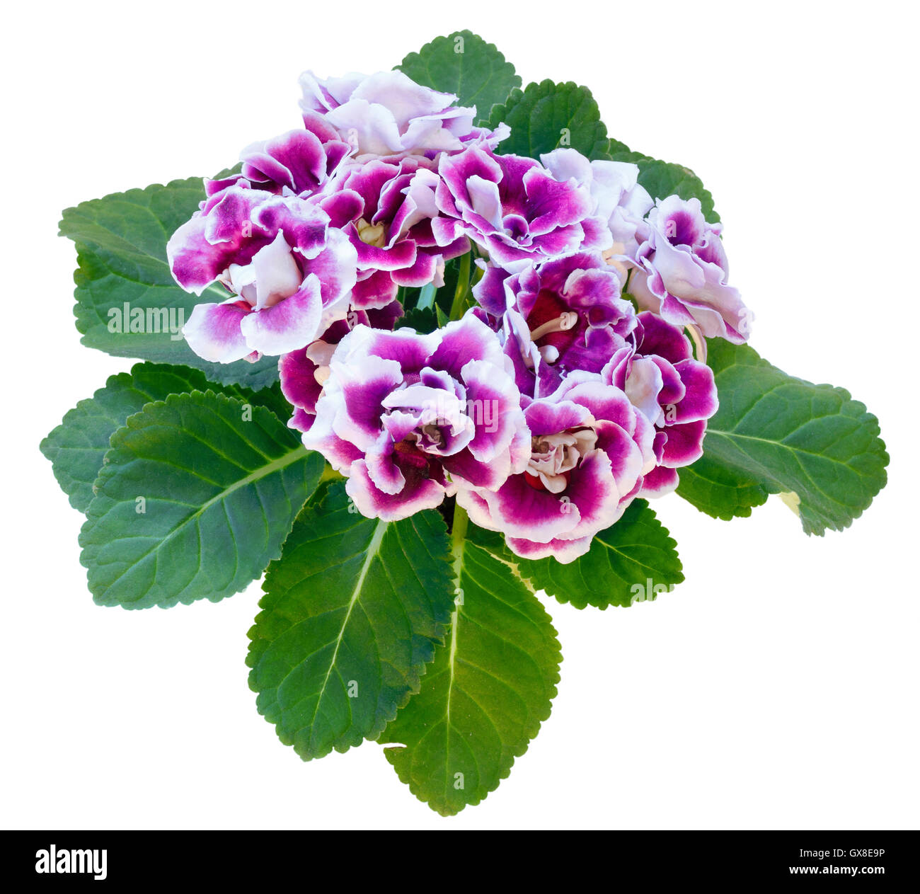 Gloxinia plante avec des fleurs violet-blanc en cache-pot isolated on white Banque D'Images