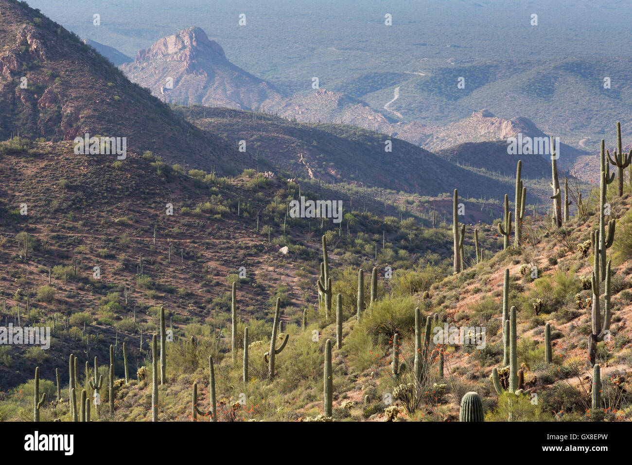 Saguaro-couverts des montagnes du désert autour de la Gila River Canyons de se stabiliser dans la distance. Gila River Canyons, Arizona Banque D'Images