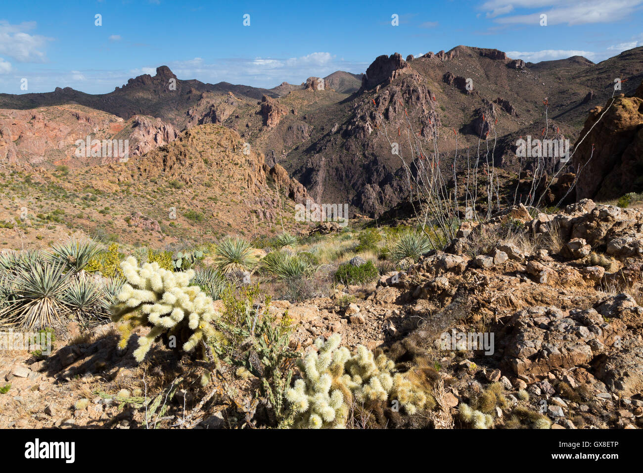 De plus en plus avec la floraison du yucca angustifolié cholla cactus et plantes au-dessus d'un canyon rocheux. Gila River Canyons, Arizona Banque D'Images
