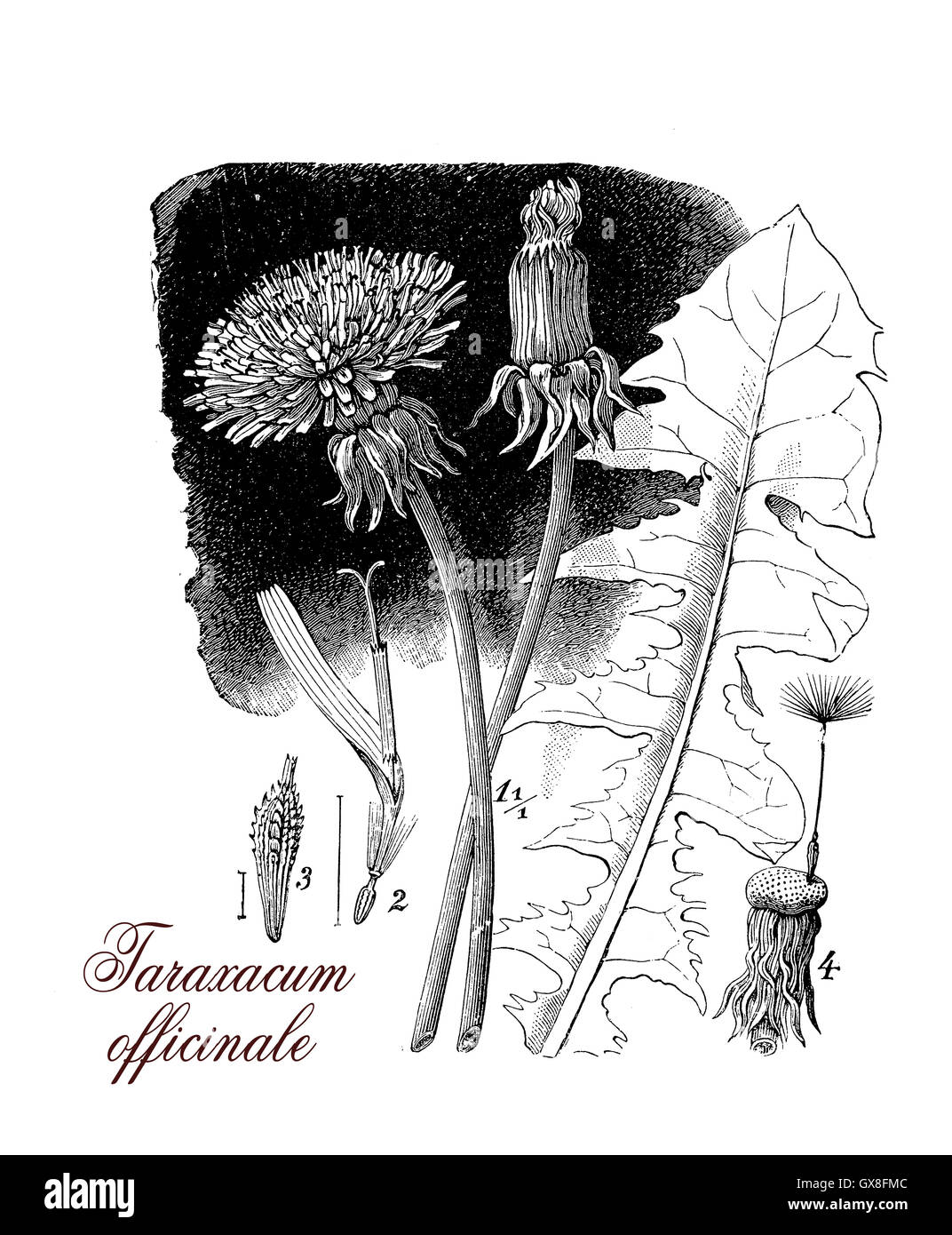 Taraxacum officinale ou mauvaises herbes communes dandelium, utilisé comme herbe médicale ou dans la préparation des aliments (dandelion wine).Les fleurs jaunes tourner en boules rondes od fruits dispersés par le vent appelé blowballs horloges ou Banque D'Images