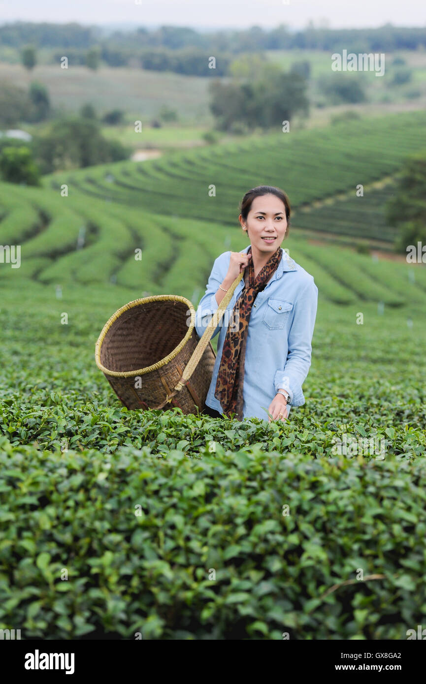 Asie belle femme ramasser les feuilles de thé dans une plantation de thé, de la bonne humeur Banque D'Images