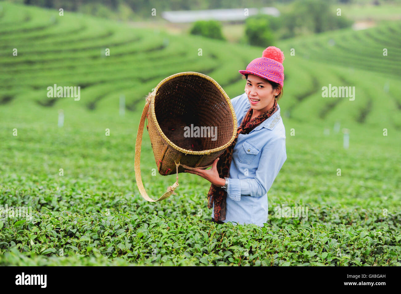 Asie belle femme ramasser les feuilles de thé dans une plantation de thé, de la bonne humeur Banque D'Images