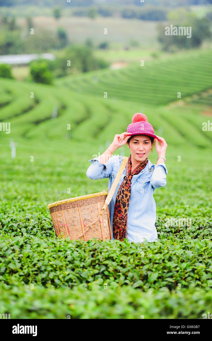 Asie belle femme ramasser les feuilles de thé dans une plantation de thé, de la bonne humeur Banque D'Images