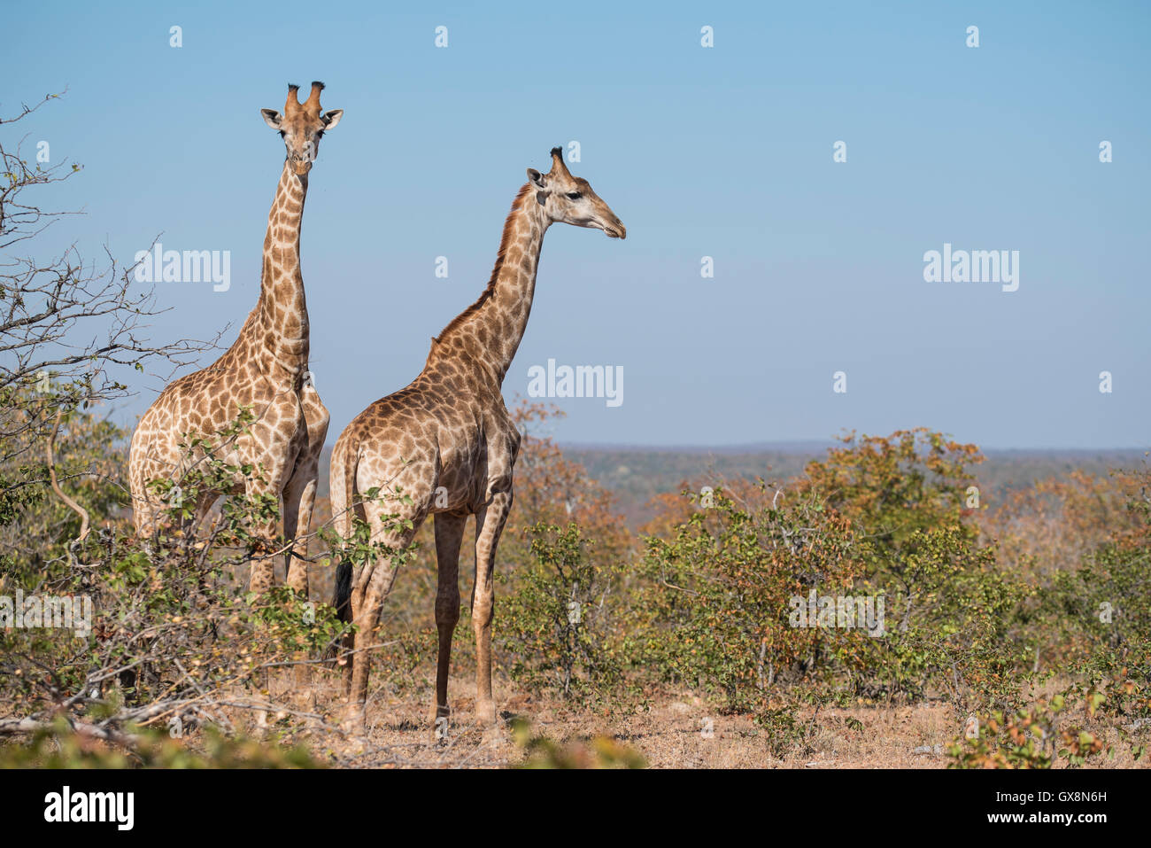 Deux jeunes hommes girafes against a blue sky Banque D'Images