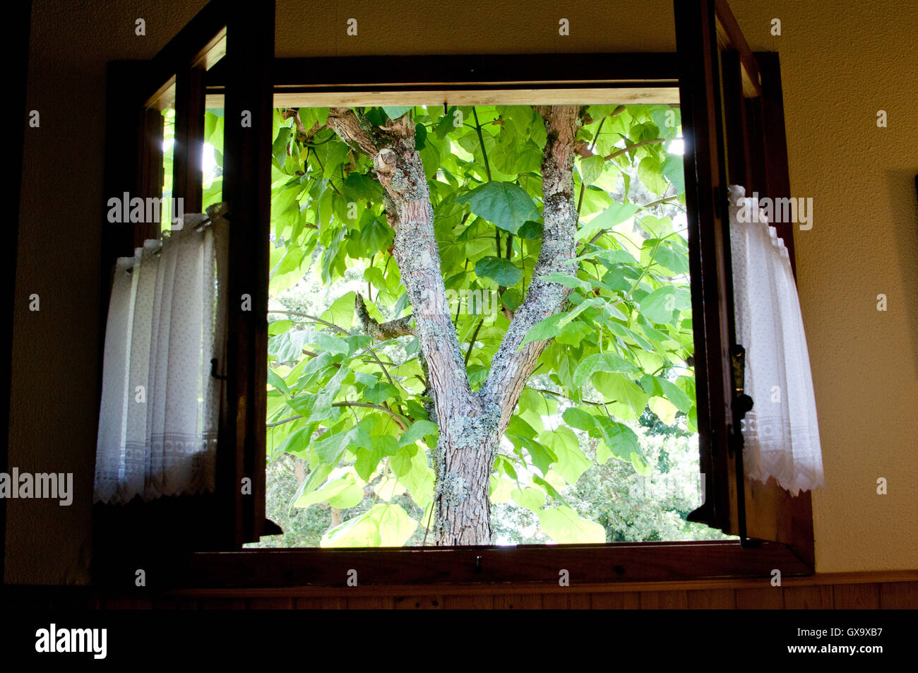 Vue d'un arbre à partir d'une fenêtre Banque D'Images