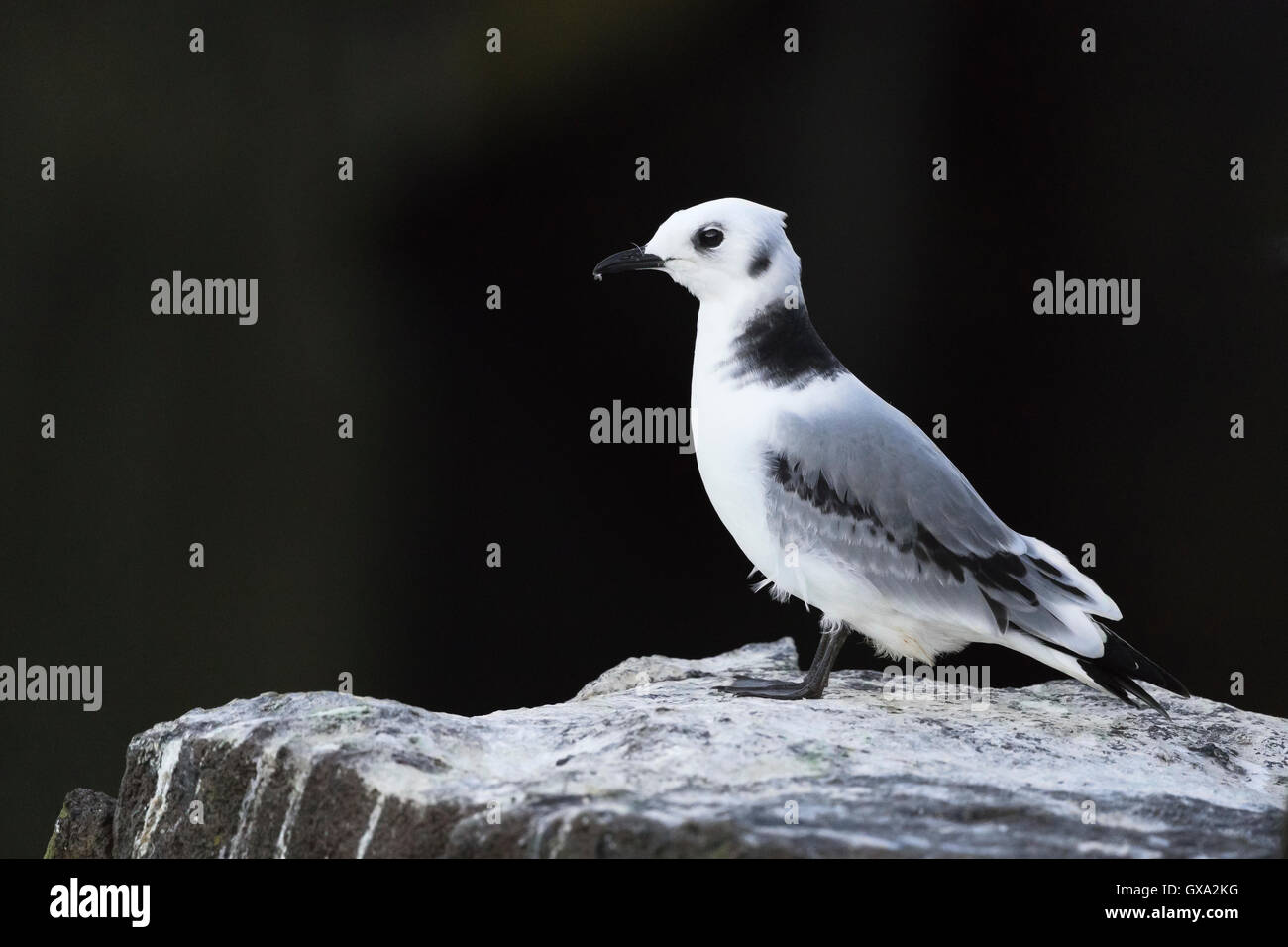 Mouette tridactyle (Rissa tridactyla) perché sur une roche couverte de guano sur fond d'une falaise sombre ; île de peut l'Ecosse Banque D'Images