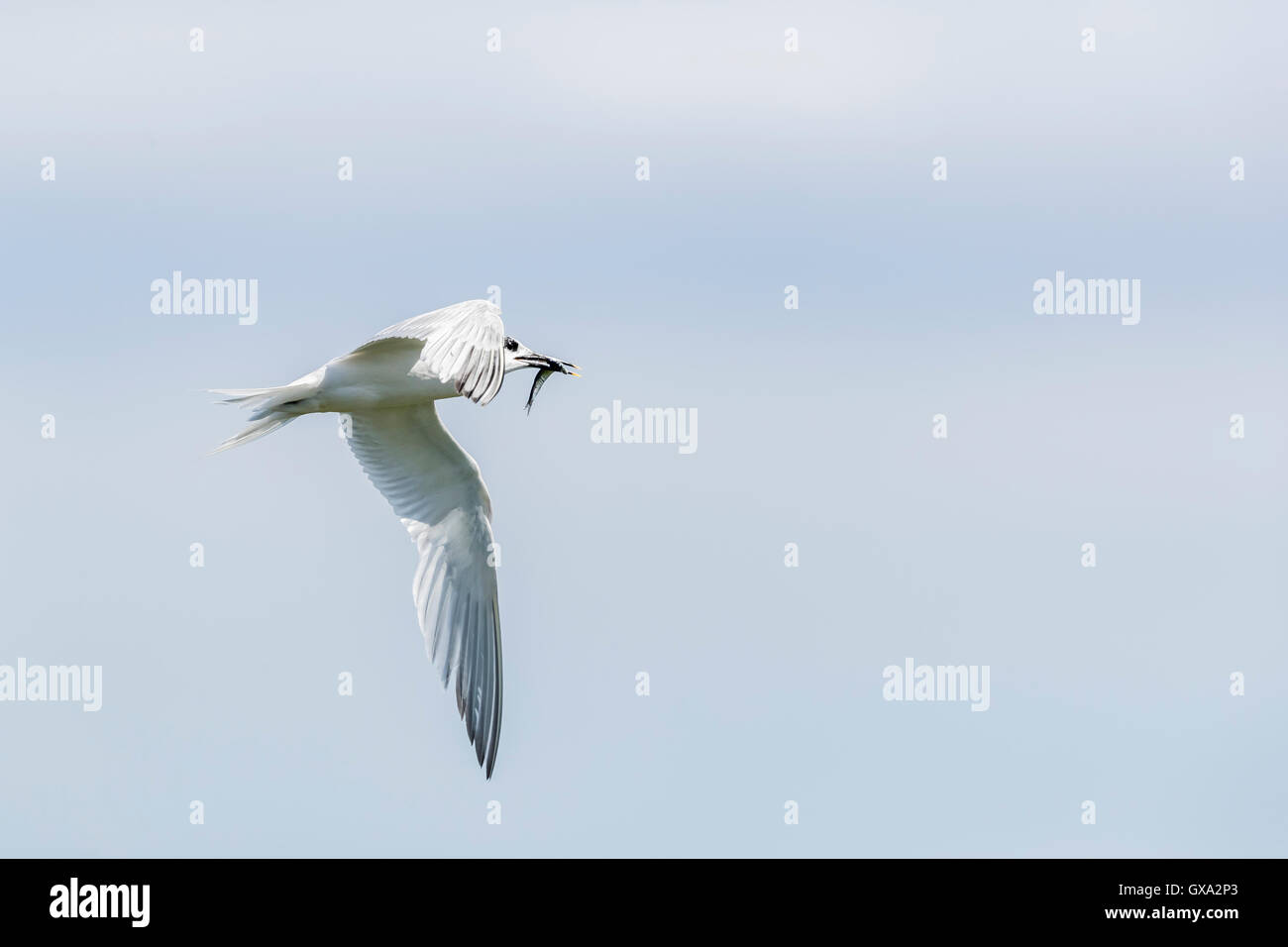 Sterne caugek (Sterna sandvicensis) en vol avec un lançon (Hyperoplus lanceolatus) ; île de mai Scotland UK Banque D'Images