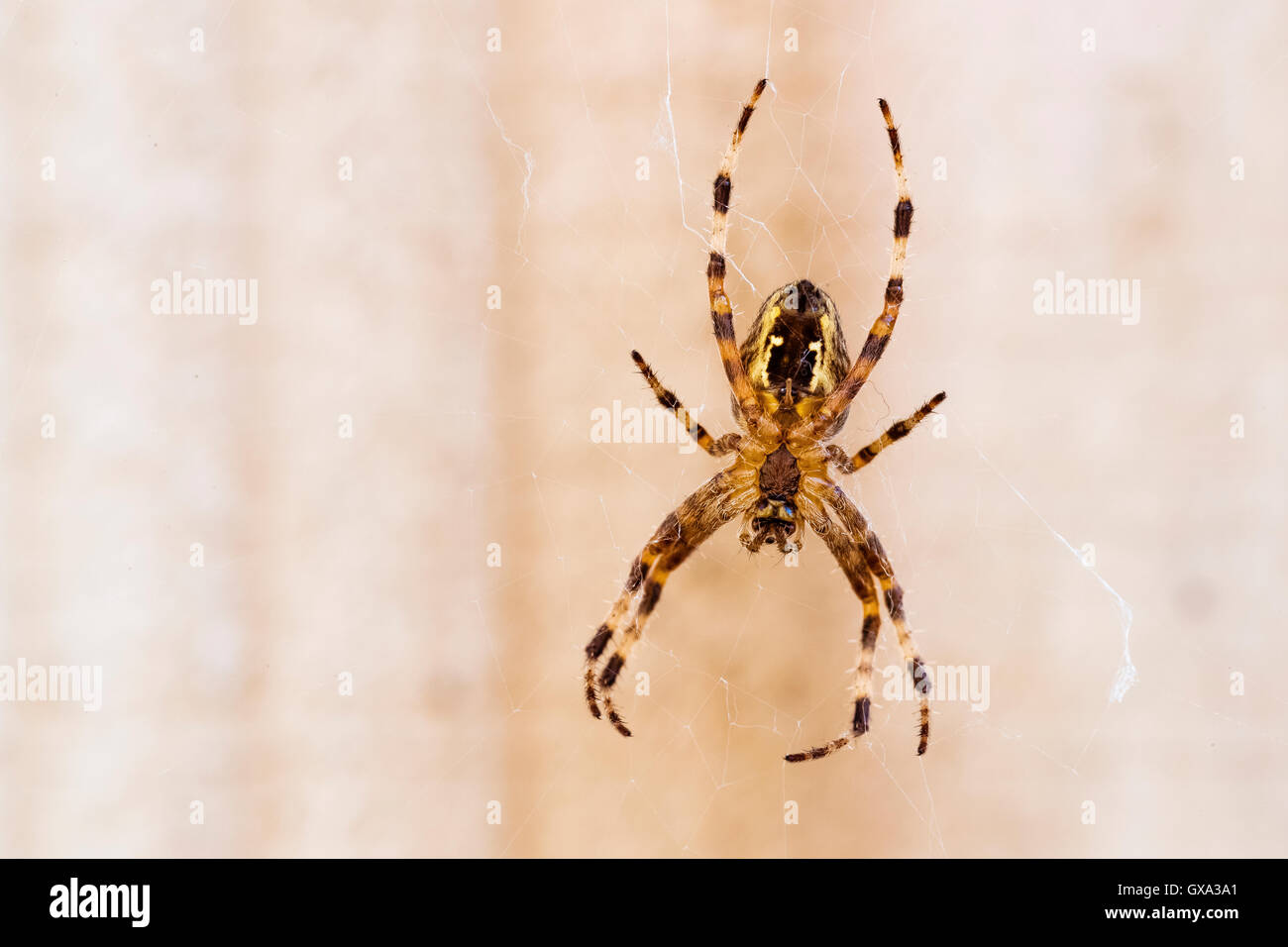 Jardin araignée Araneus diadematus (England UK Bedfordshire) ; Banque D'Images