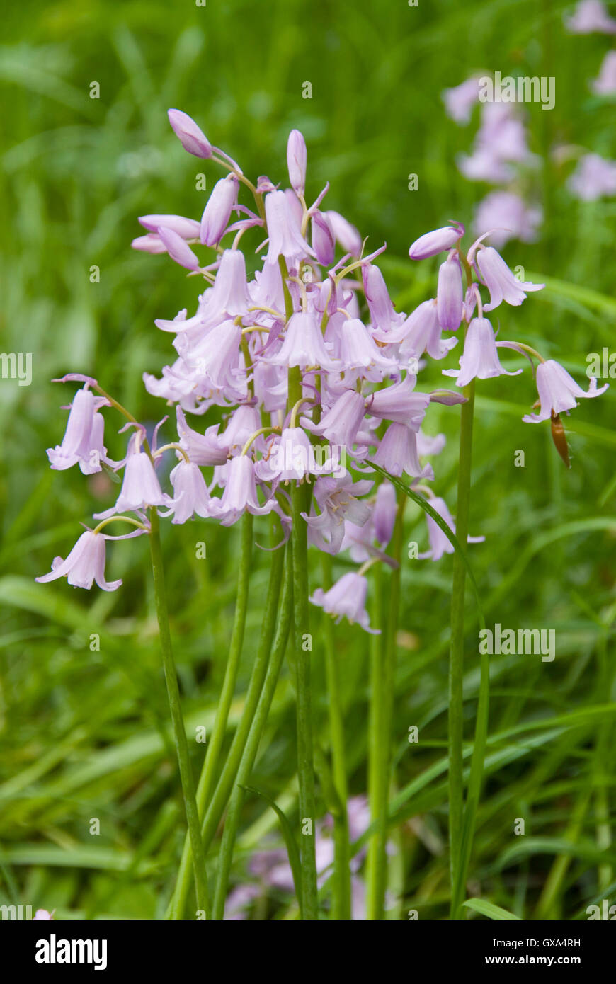 Fleurs Rose Espagnol Lespagnol Hyacinthoides Hispanica