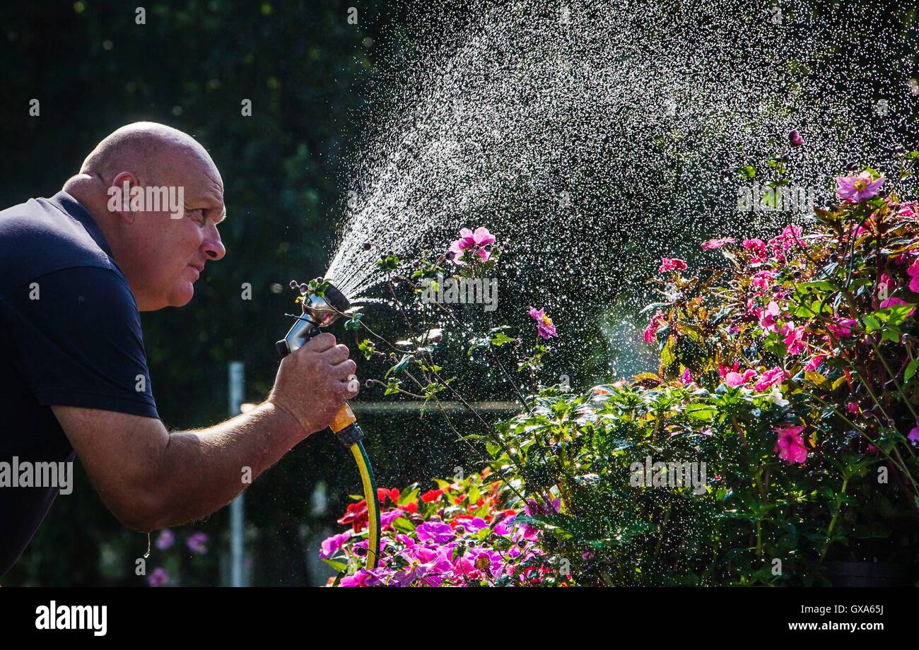 Les derniers préparatifs sont faits d'avance sur l'automne Harrogate Flower Show au Great Yorkshire Showground. Banque D'Images