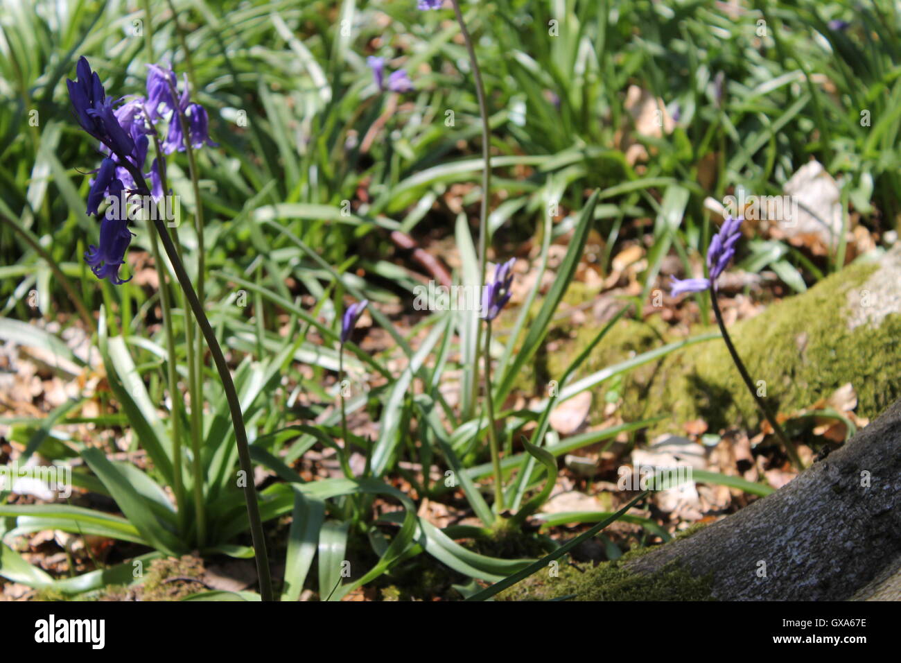 Chawton, jacinthes des bois, Parc Medstead, Hampshire, Woodland Walk, printemps, plante vivace, Hyacinthoides non-scripta Banque D'Images