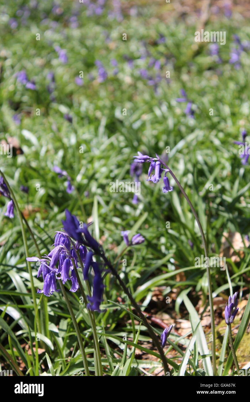 Chawton, jacinthes des bois, Parc Medstead, Hampshire, Woodland Walk, printemps, plante vivace, Hyacinthoides non-scripta Banque D'Images