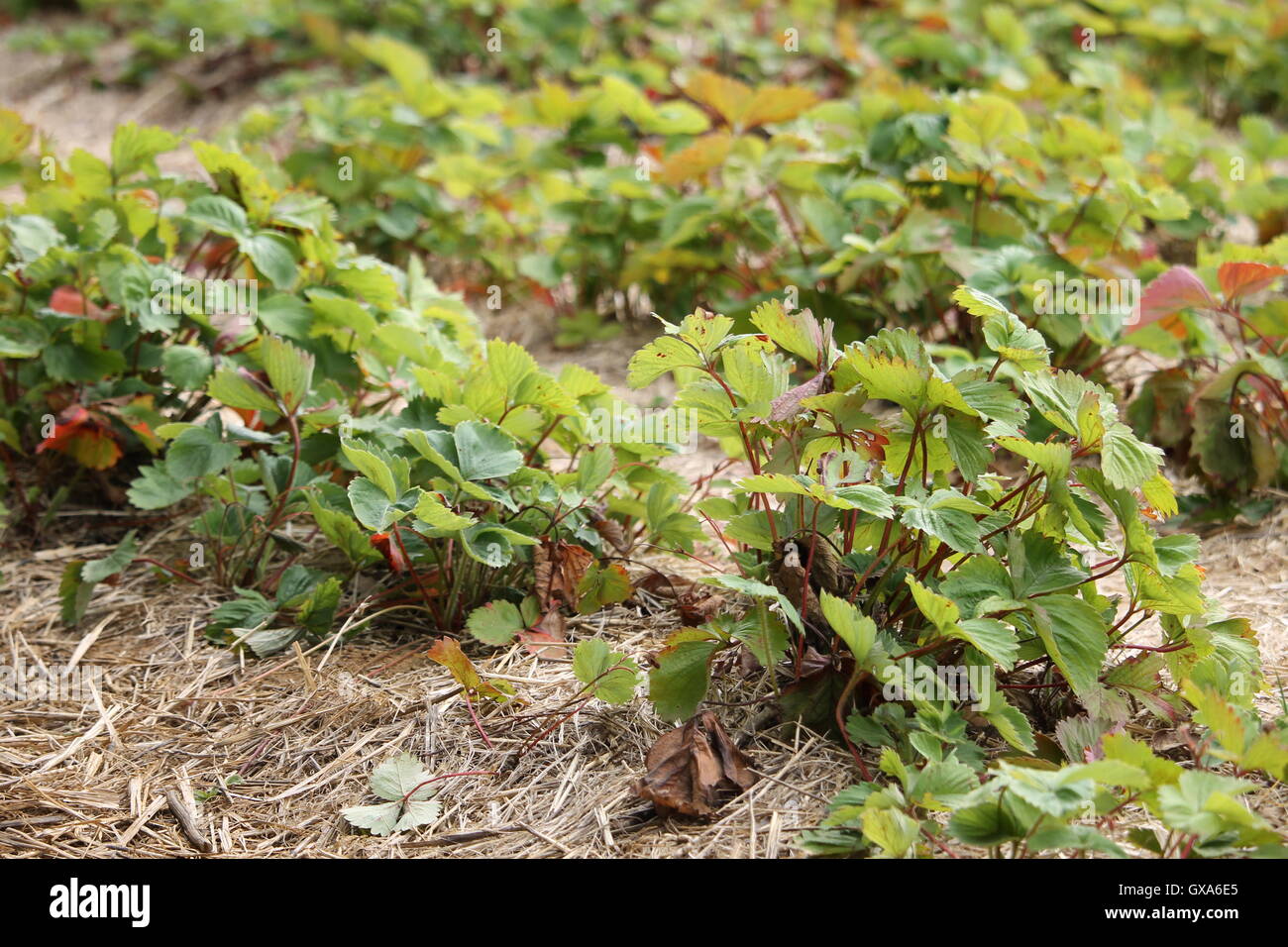 Choisissez votre propre ferme, fraise, fraises, Durleighmarsh, fruits et légumes, PYO Banque D'Images