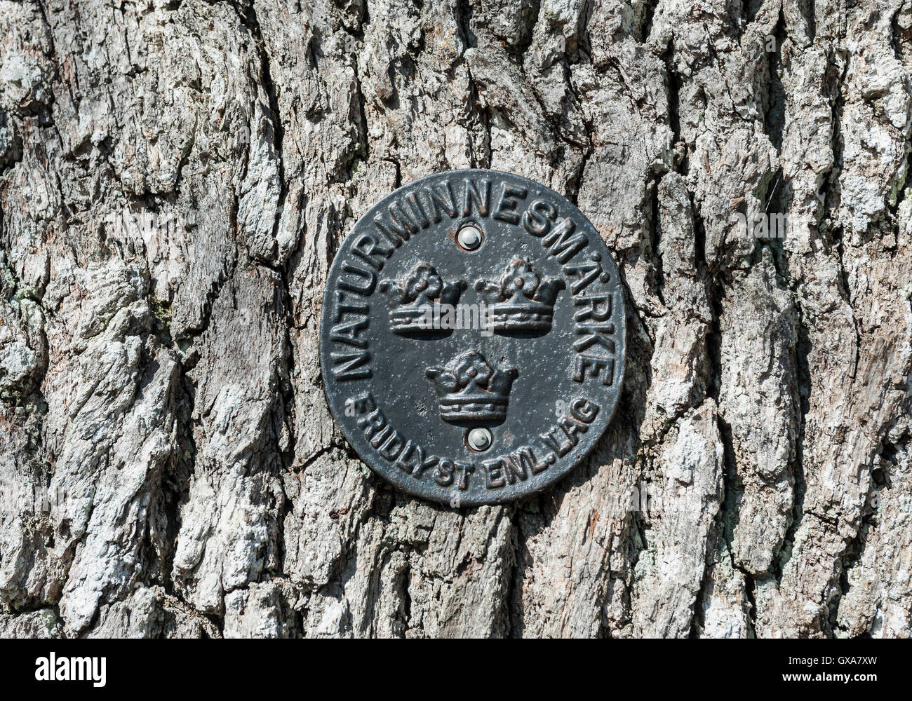 Arbre de chêne sous protection. La Suède. Banque D'Images