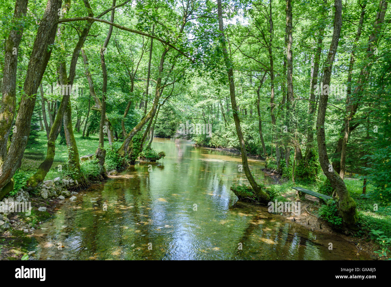 Rivière va sous les arbres Banque D'Images