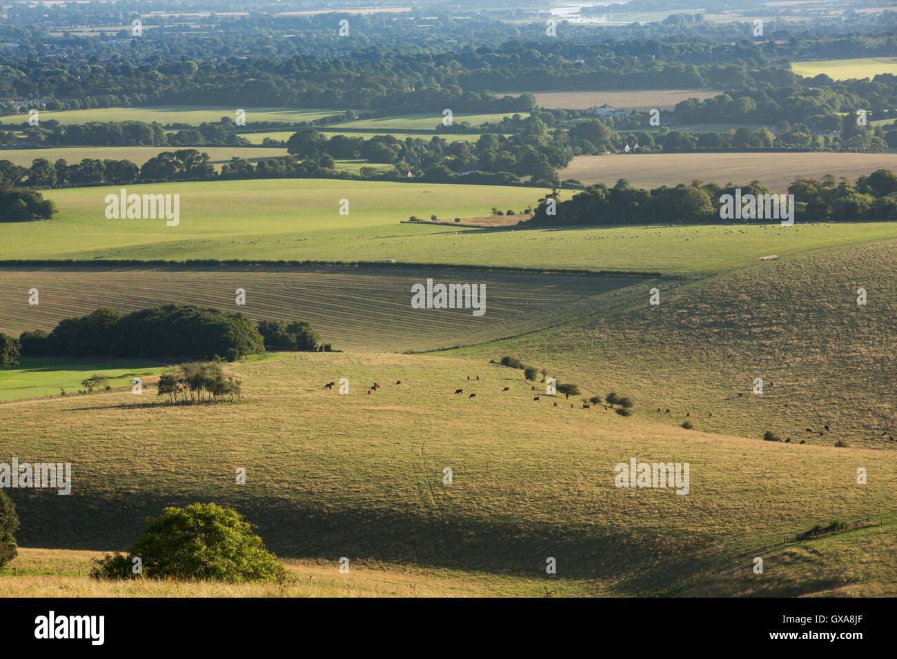 Rouler et collines des South Downs dans le West Sussex. Fin d'après-midi casting shadows augmentant le contraste. Banque D'Images