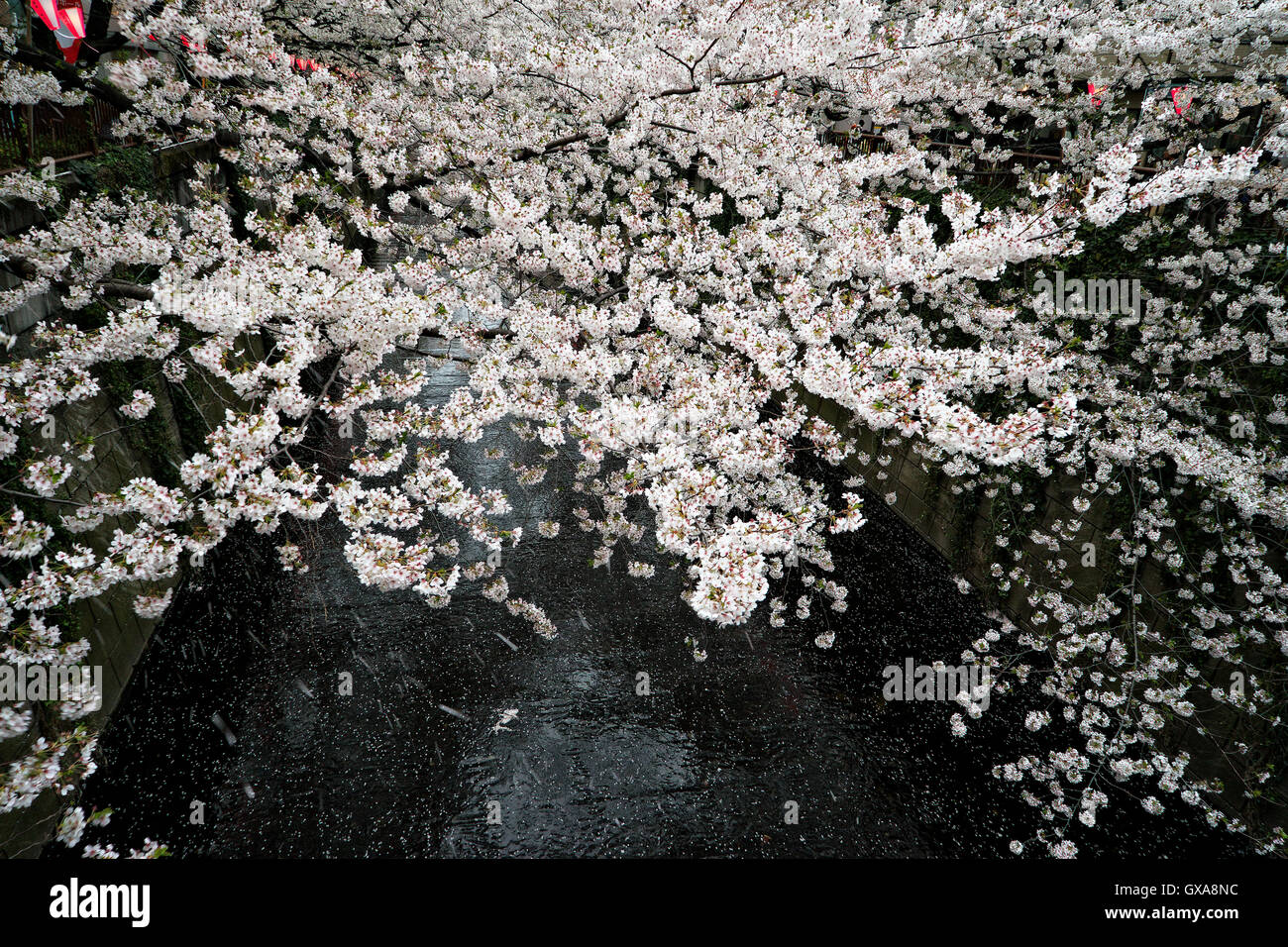 L'île de Honshu, Japon, Tokyo, Kanto, Hanami, ou Printemps à la cerise à fleurs. Banque D'Images