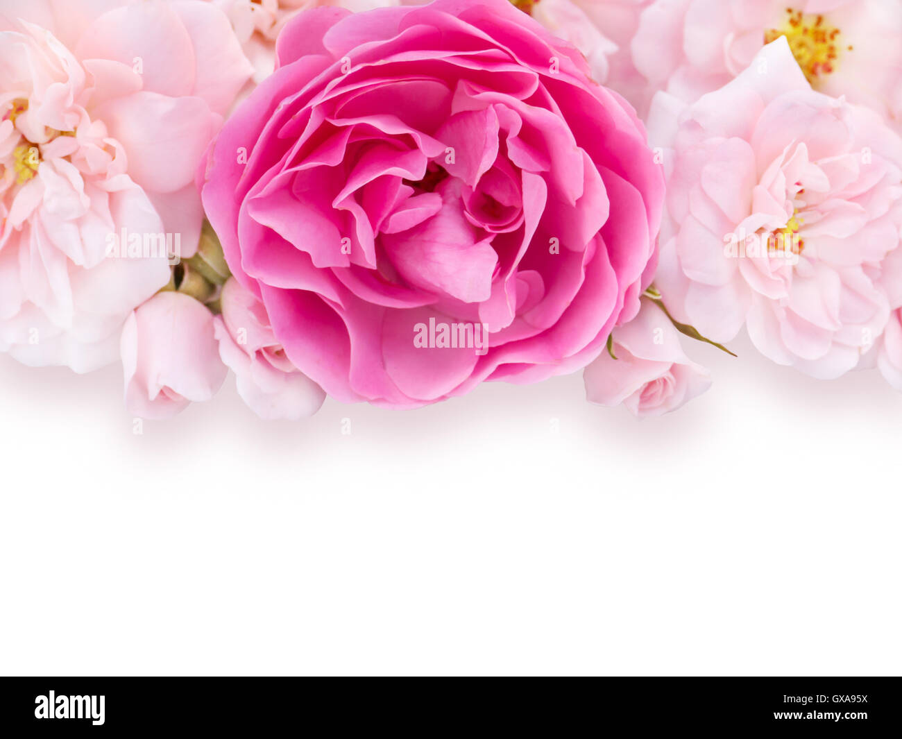 Rose pâle et rose vif, des roses avec ombre légère sur le fond blanc Banque D'Images
