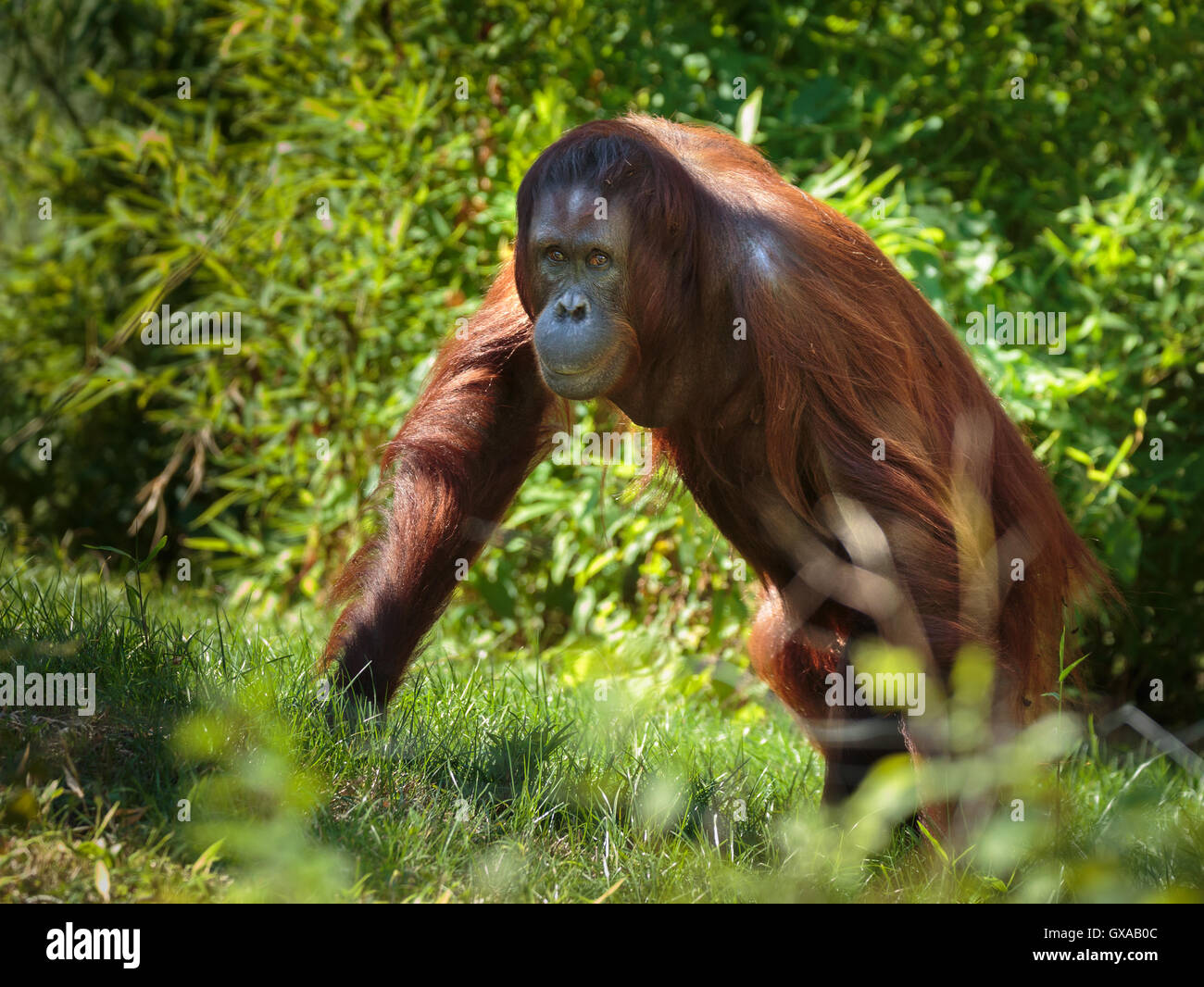 Les jeunes orang-outan marcher à travers la forêt dense Banque D'Images