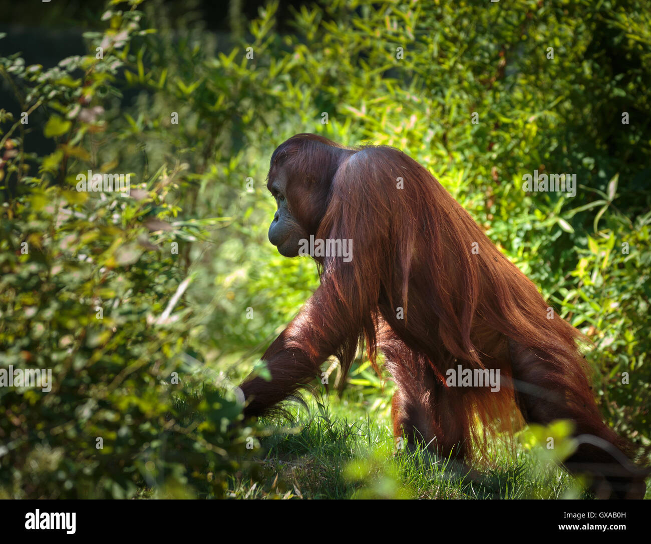 Les jeunes orang-outan marcher à travers la forêt dense Banque D'Images