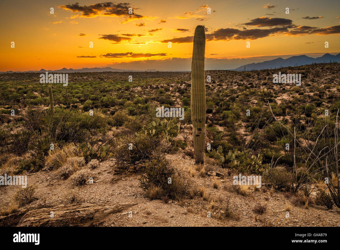 Coucher de soleil sur Saguaro National Park est près de Tucson, Arizona Banque D'Images