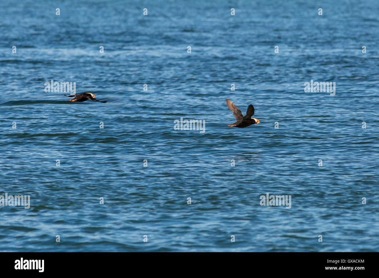 Le macareux huppé voler avec un poisson dans son bec au-dessus de l'océan Pacifique. Banque D'Images