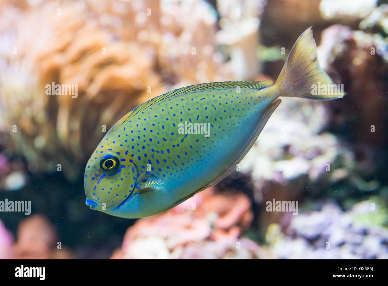 Bignose naso vlamingii - goldfish - poissons d'eau salée Banque D'Images