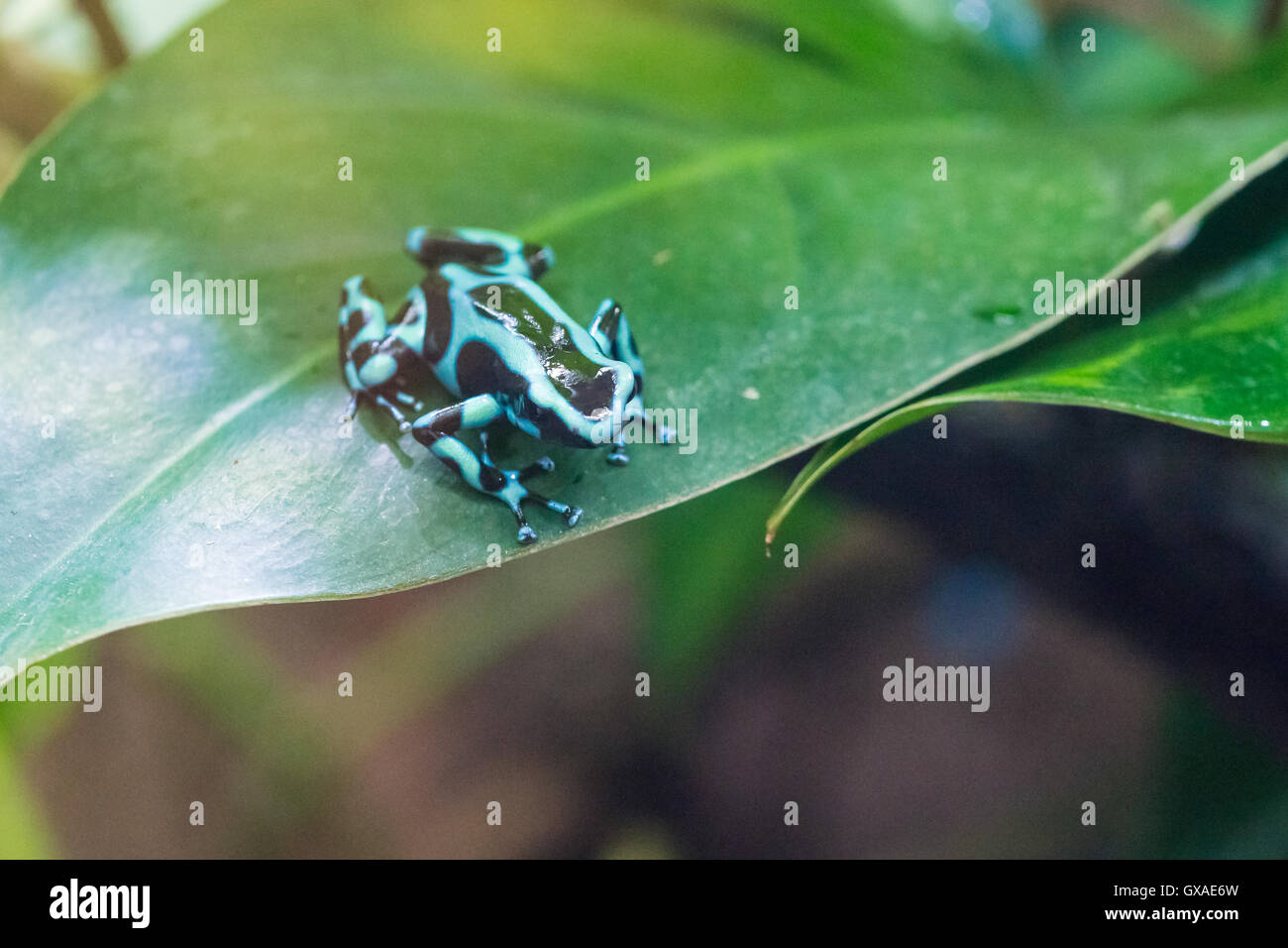 Dendrobates auratus, Caldera morph - Grenouille Banque D'Images