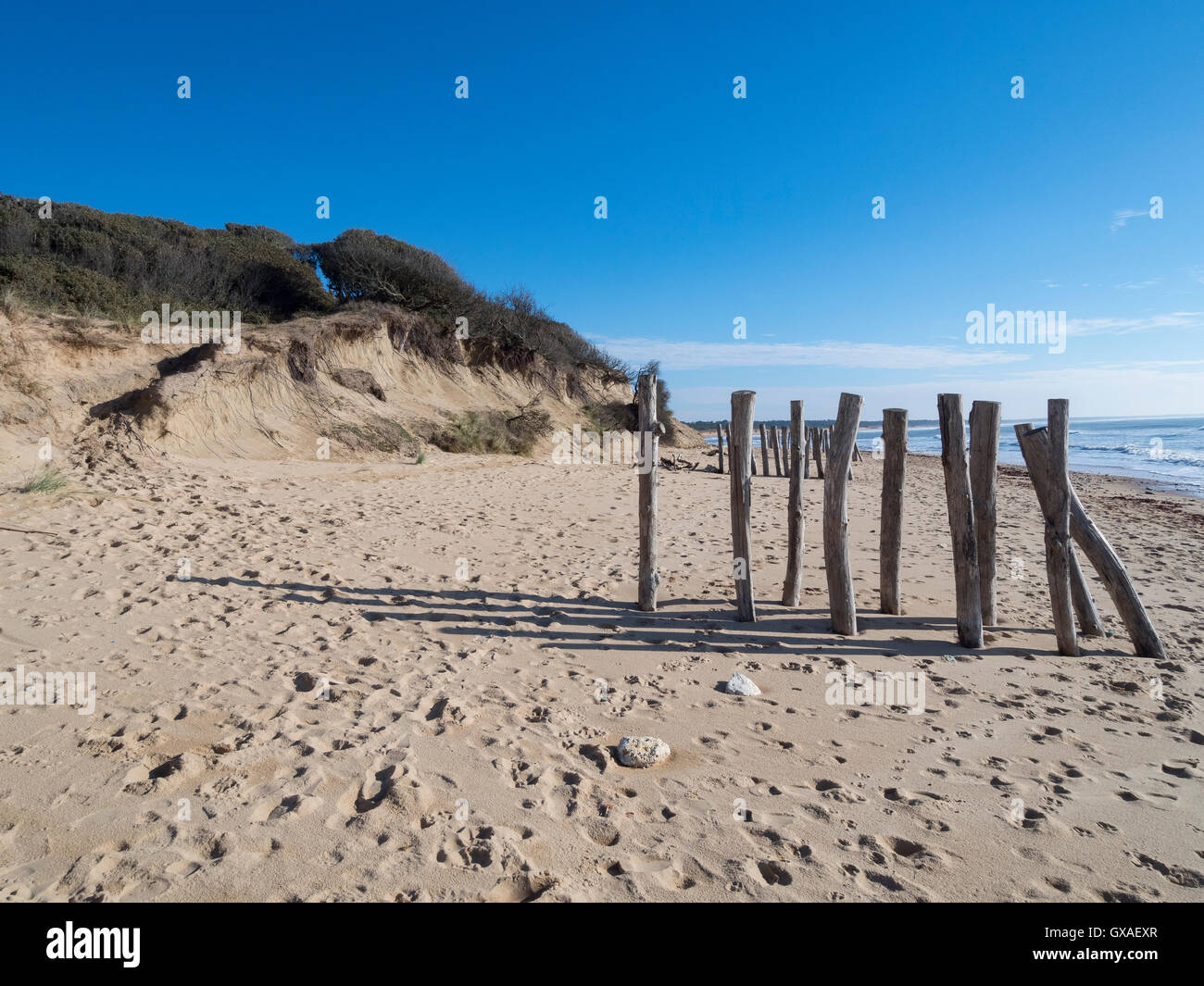 L'érosion côtière. Rangées de pieux en bois installées pour protéger la dune côtière. Ile d'Oléron, côte Atlantique. La France. Banque D'Images