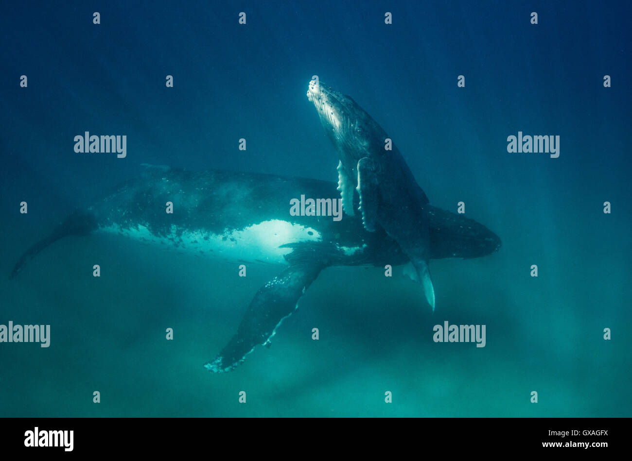 Baleine à bosse vue sous-marine, Vava'u à Tonga. Banque D'Images