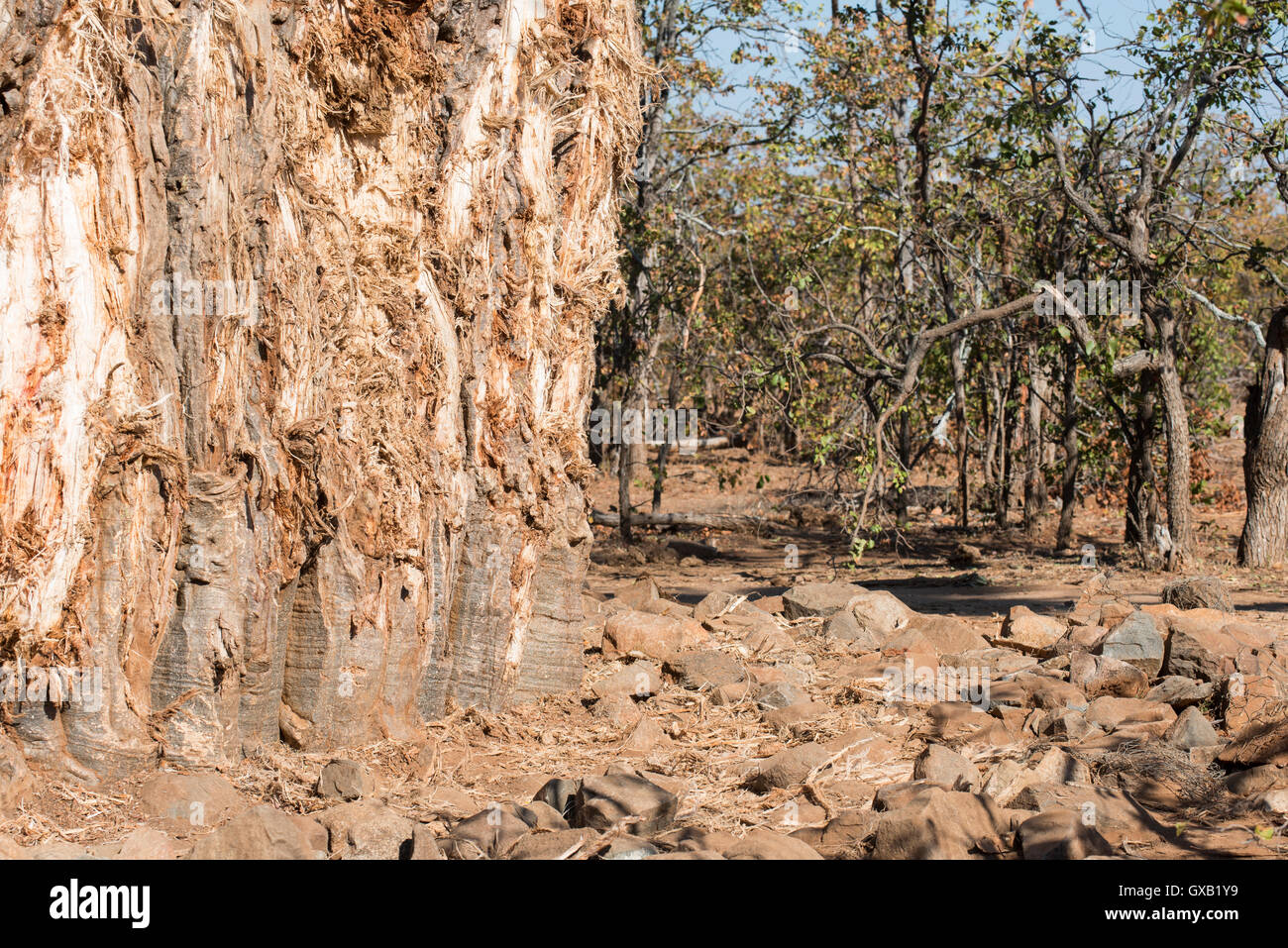 Les roches et le fil à la base d'un baobab dans un effort pour protéger des éléphants Banque D'Images