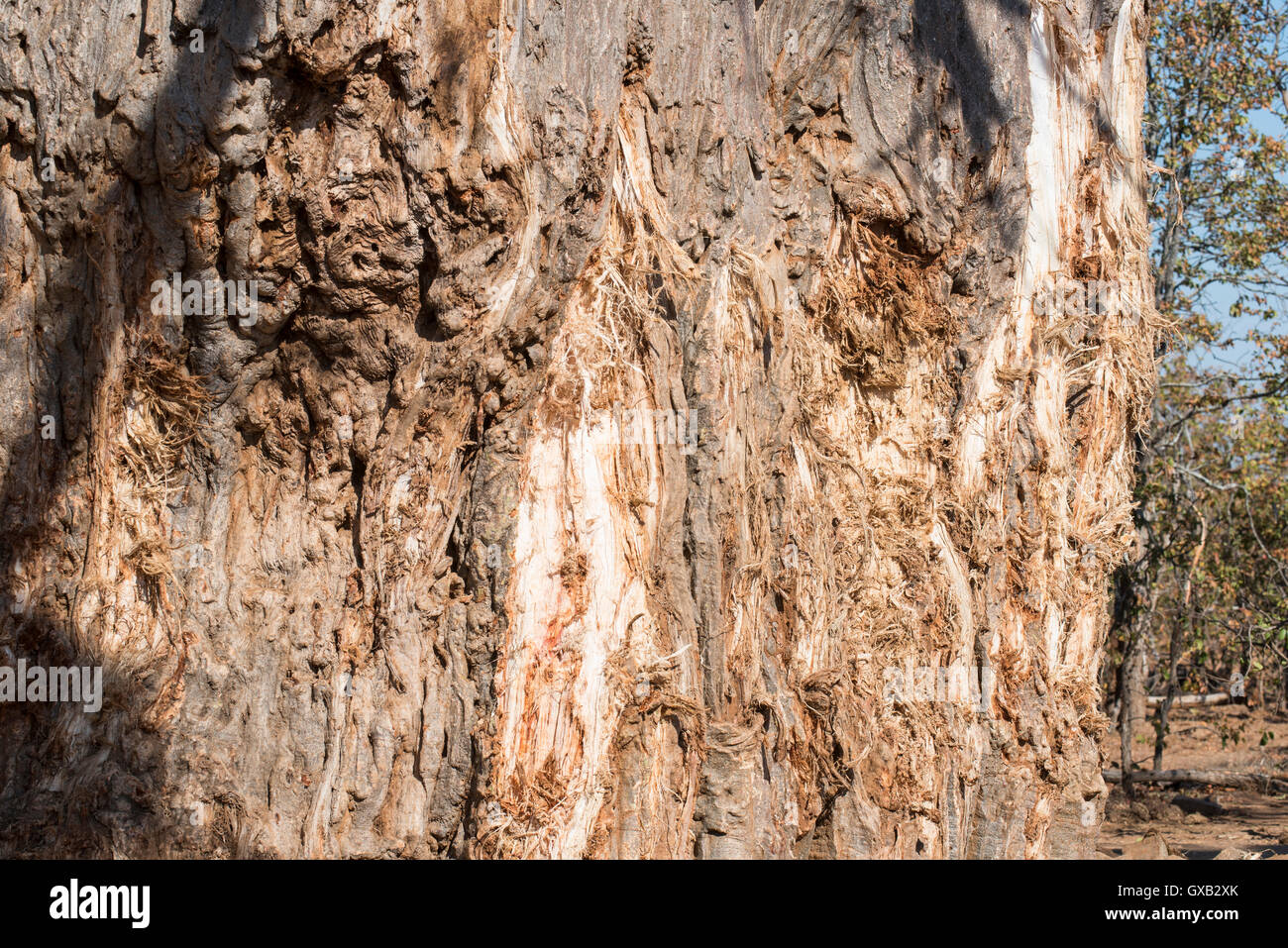 Le tronc d'un baobab qui a été endommagé par les éléphants Banque D'Images