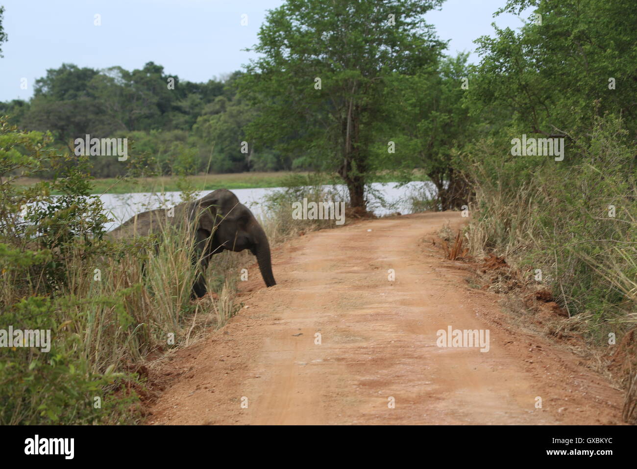 Un défilé d'éléphants protéger les jeunes veaux qu'ils se déplacent en formation dans Sri Lanka, Wasgamuwa Banque D'Images