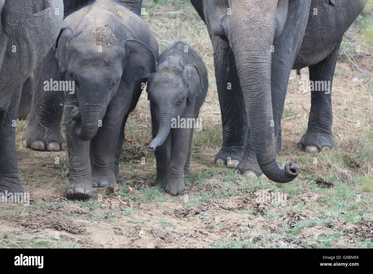 Un défilé d'éléphants protéger les jeunes veaux qu'ils se déplacent en formation dans Sri Lanka, Wasgamuwa Banque D'Images