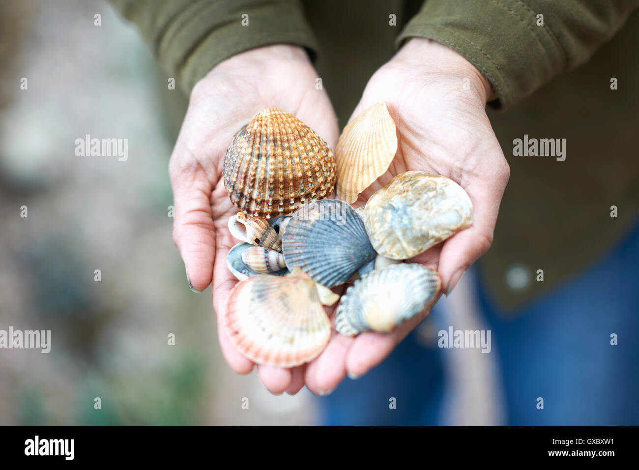 Woman's hands holding seashells, Devon, UK Banque D'Images